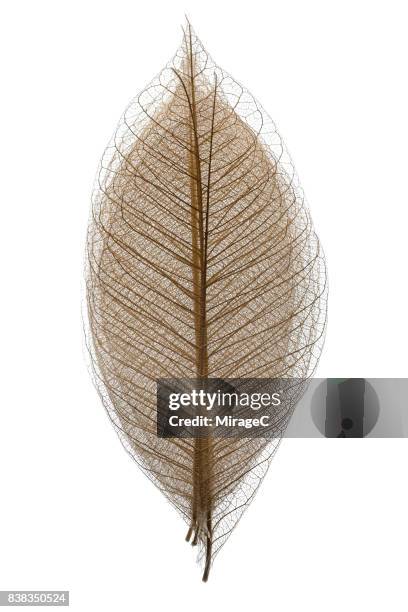 multi-layer leaf vein skeleton - leaf skeleton stock pictures, royalty-free photos & images