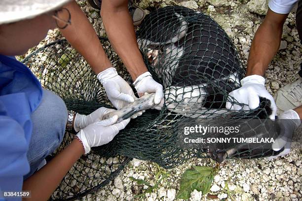 Indonesia's health ministry officers put down a dog that is believed to possibly be carrying the rabies virus, in Jimbaran on November 27, 2008. The...