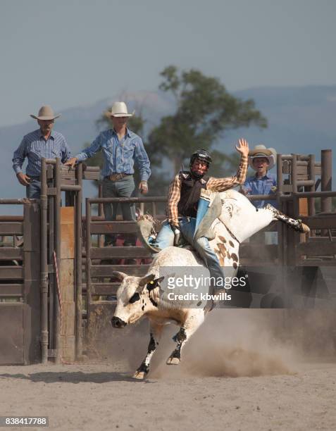 wild west rodeo cowboy reiten einen ruckeln weißen stier - rodeo bull stock-fotos und bilder