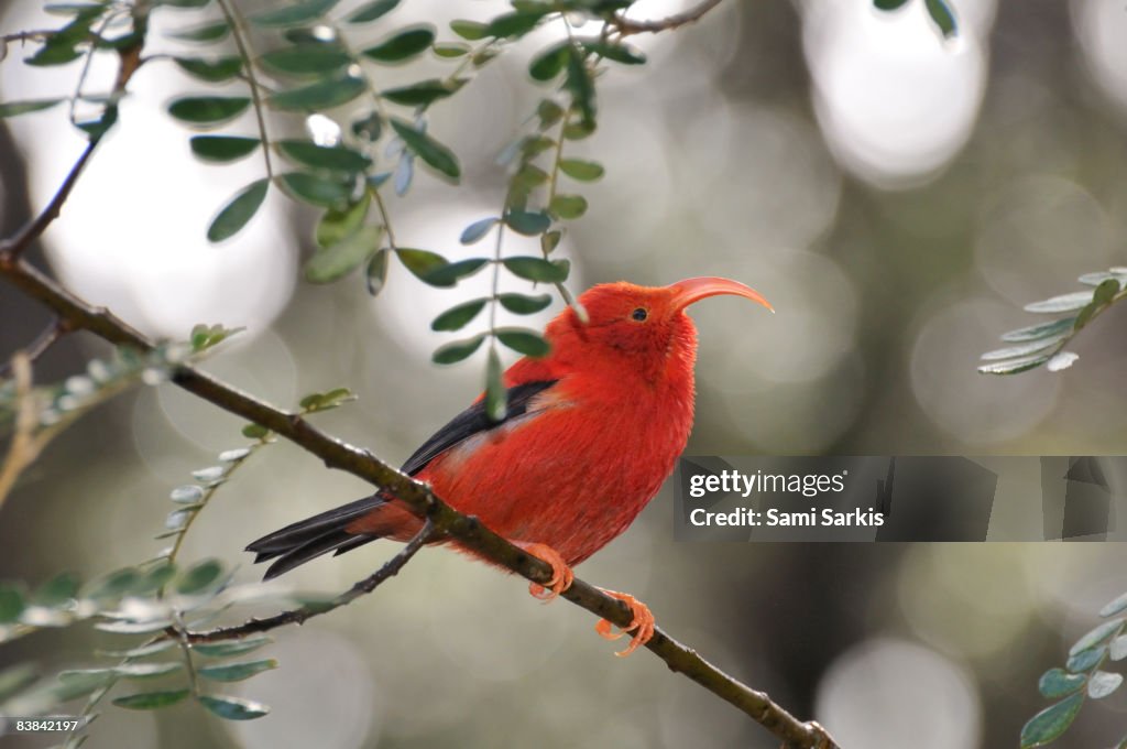 Iiwi bird on branch, Maui Island