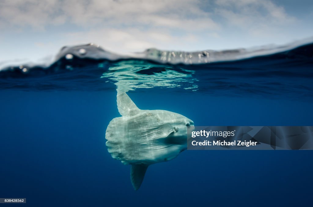 Pazifische Sunfish