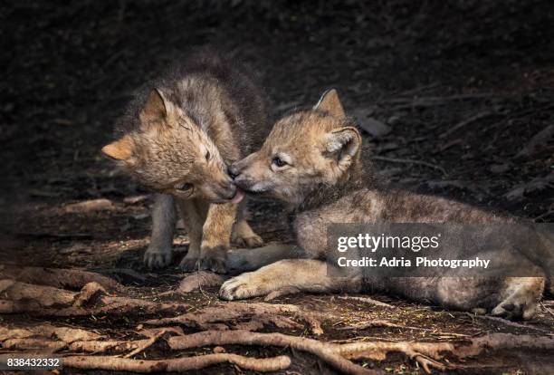 wolf pups licks his sibling ( canis lupus ) - wolf baby stock pictures, royalty-free photos & images