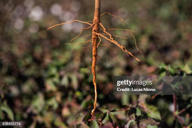 cotton plant root - cotton plant stock-fotos und bilder