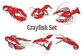 Set of vector crayfish illustrations drawn in ink. Splattered seafood concept on white background.