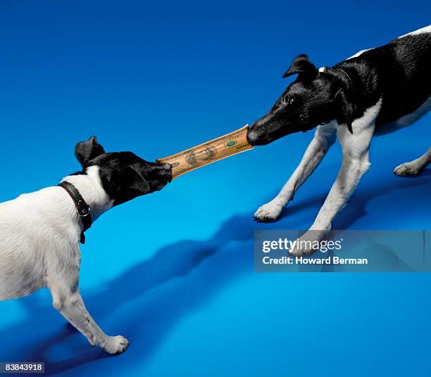 two dogs pulling us bank note - dog stretching stock pictures, royalty-free photos & images