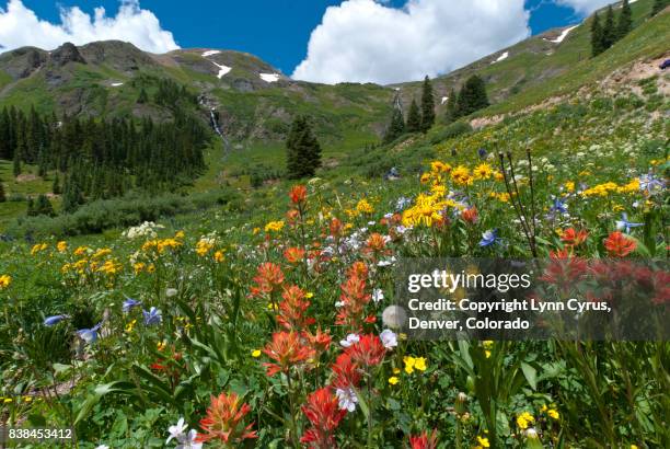 bear pass summer landscape - san juan mountains stockfoto's en -beelden