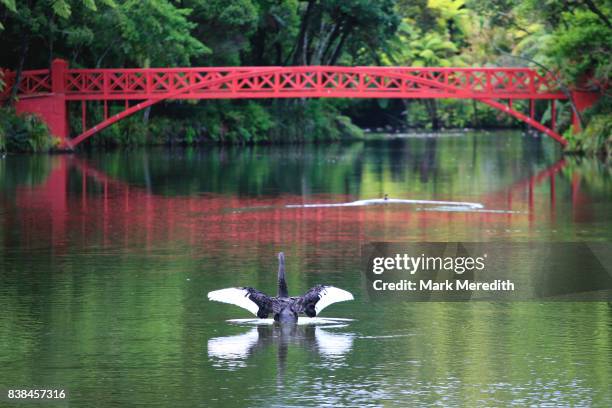 swan at pukekura park, new plymouth - região de taranaki imagens e fotografias de stock