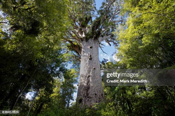 tāne mahuta, the giant kauri tree in the waipoua forest of northland region, new zealand - ワイポウア ストックフォトと画像