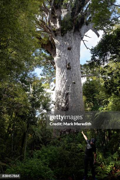 tāne mahuta, the giant kauri tree in the waipoua forest of northland region, new zealand - waipoua forest stock pictures, royalty-free photos & images