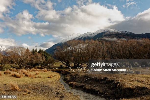 sheep station, otago, new zealand - otago stock pictures, royalty-free photos & images