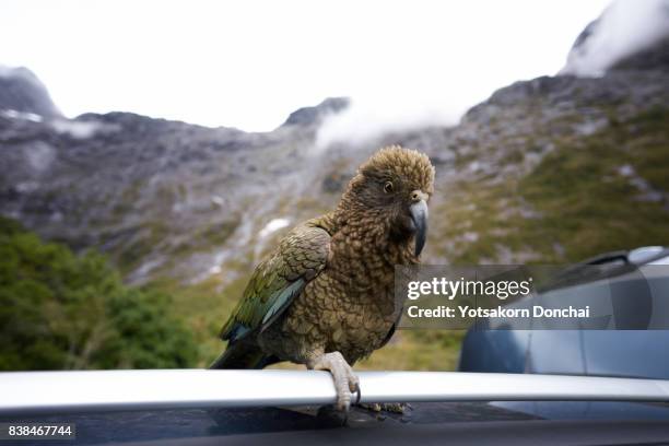 close-up of kea bird, an alpine parrot on the car roof. - kea stock pictures, royalty-free photos & images