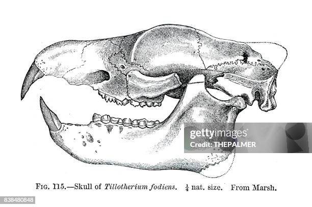 fossil skull engraving 1883 - deer skull stock illustrations