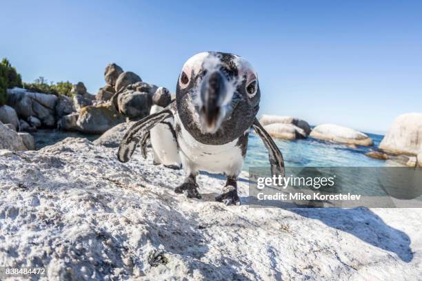 african penguins, wide angle portrait - città del capo foto e immagini stock