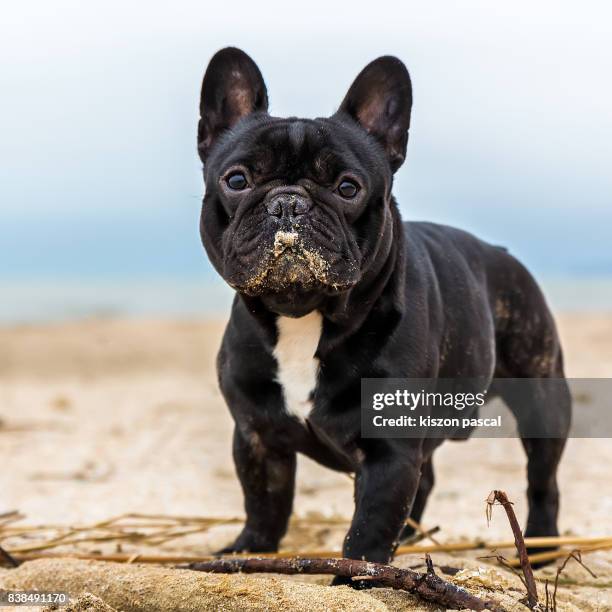 cute french bulldog playing in the sand . . - dogs in sand stock pictures, royalty-free photos & images