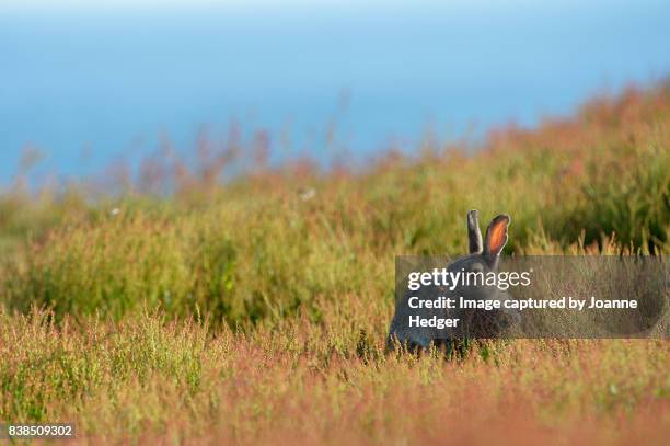 Skomer Rabbits 134 Welsh Rabbit Stock Photos, High-Res Pictures, and Images - Getty Images
