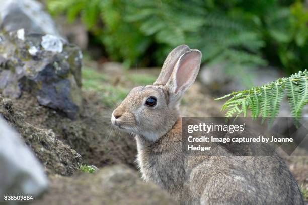 Skomer Rabbits 146 Welsh Rabbit Stock Photos, High-Res Pictures, and Images - Getty Images