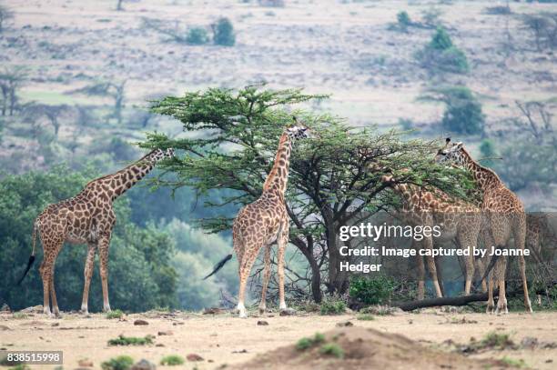 masai mara nature reserve - bosveld van zuidelijk afrika stockfoto's en -beelden