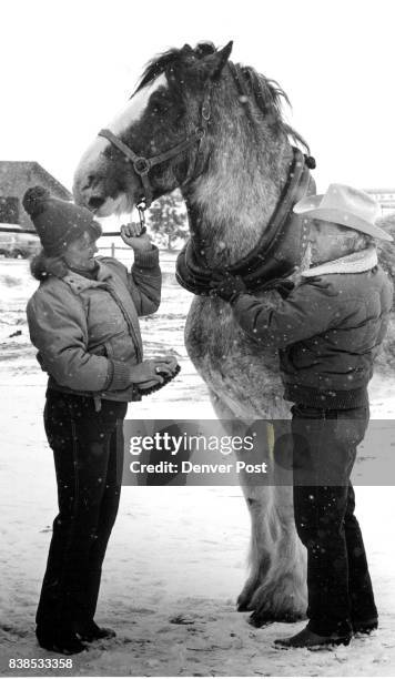 Fantasy Farms Pat and Dale Moser groom their Shire Stallion, named Harley. Credit: The Denver Post