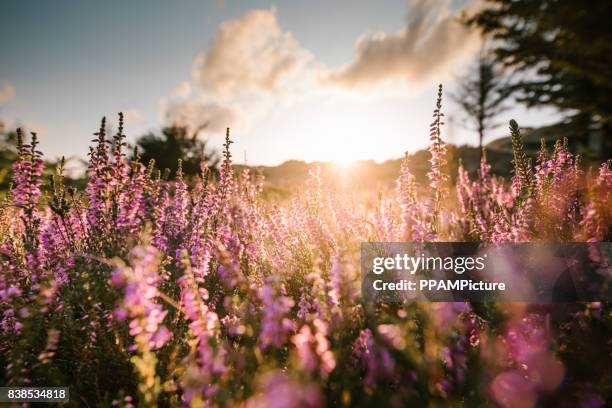 bunte heide bei sonnenuntergang - amrum stock-fotos und bilder