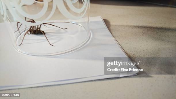 spider trapped in a drinking glass - spider stock pictures, royalty-free photos & images