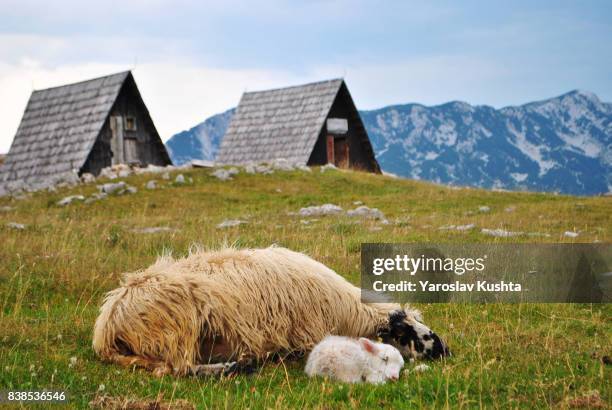 mommy sheep sleeping with her baby - rock baby sleep stock pictures, royalty-free photos & images