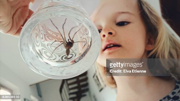 child looking at giant house spider trapped in a drinking glass - spider stockfoto's en -beelden