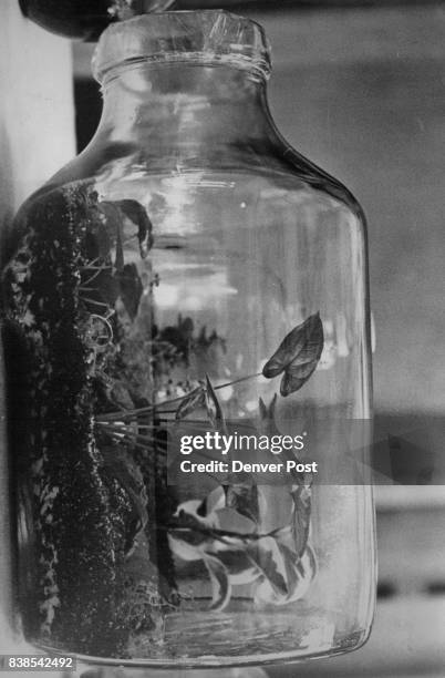 Closeup View Of Huge Bottle Terrarium A toadstool nestles among rocks in a miniature "forest" of variegated peperonia, lady tears, hoya, begonia,...