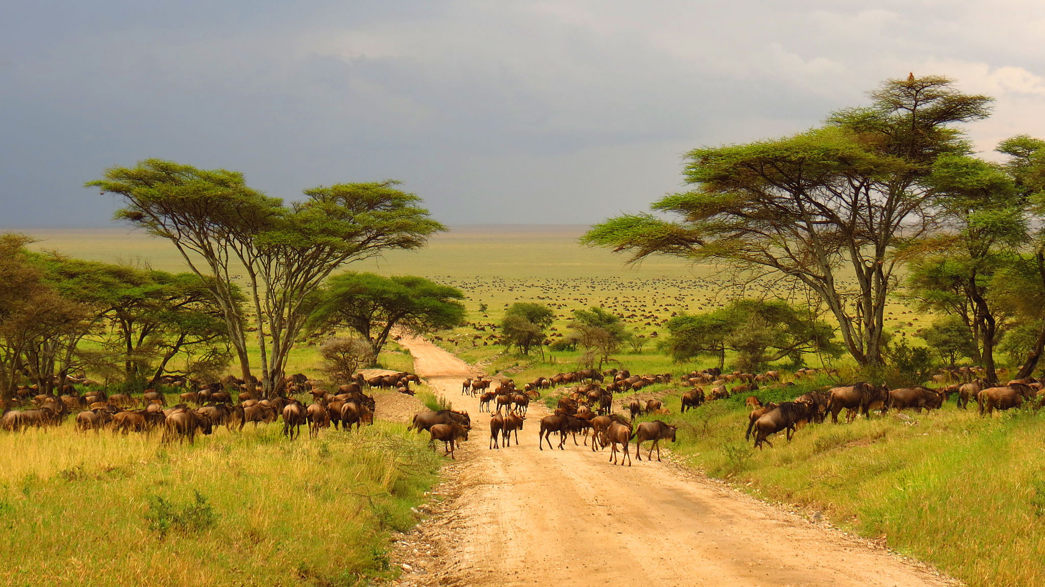savanna ecosystem