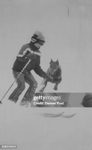 Special To The Denver Post--A full-bred Doberman was chasing akiers as if they were cars Sunday at Ajax near the Little Nell lift. He didn't actually...