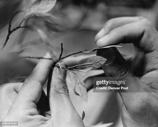 Crepe Paper leaves with wire stems. Nothing's wasted volunteer Marc Epstein said, even the leaves are "recycled.' Credit: Denver Post , Inc.