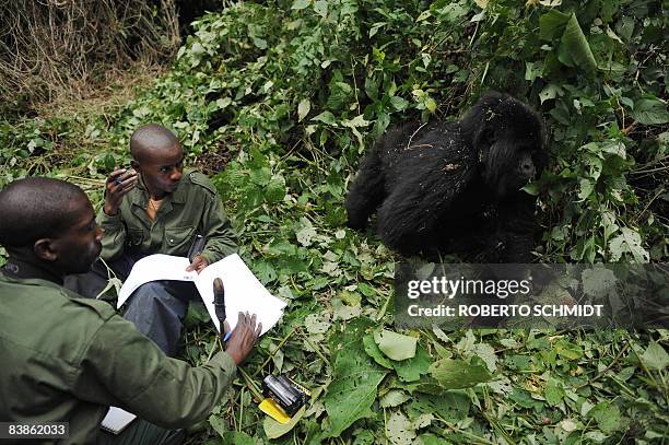 Park rangers Innocent Mburanumwe and Sekibibi Dareke stay quiet as an adult gorilla pushes by as they take notes, while conducting a gorilla...