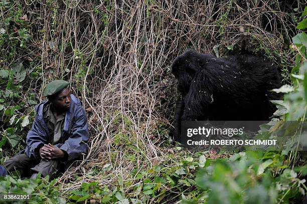 An adult male gorilla looks at a park ranger as a group of rangers conduct a gorilla population census, on the slopes of Mount Mikeno in the Virunga...
