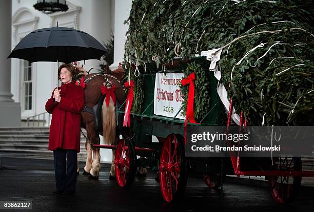 First Lady Tree 490 Fraser Fir Tree Stock Photos, High-Res Pictures, and Images - Getty ...