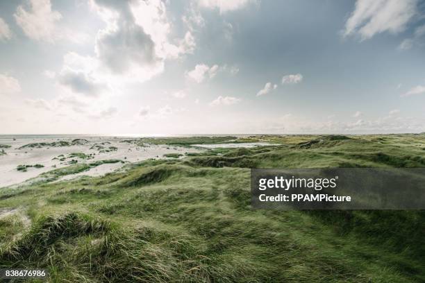 coast landscape isola di amrum - beach dunes foto e immagini stock