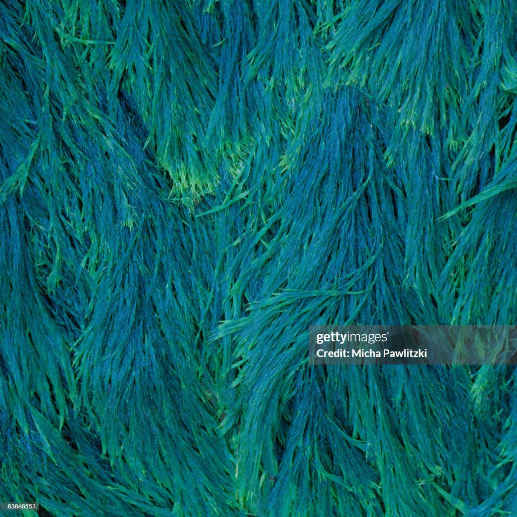 Blue-green seaweed