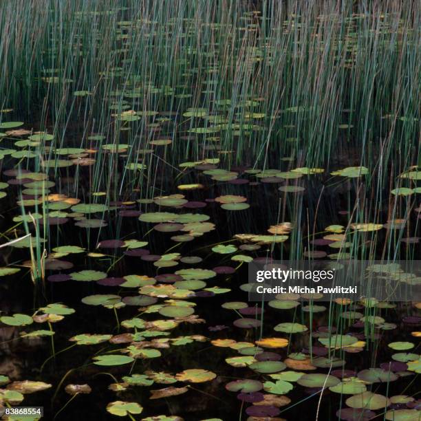 Water Reeds Dark Reed (Plant) Photos and Premium High Res Pictures - Getty Images