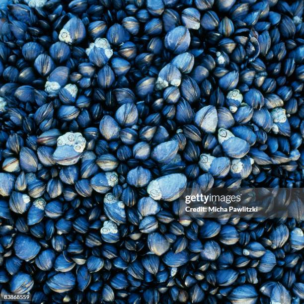 carpet of mussels - mussels stock pictures, royalty-free photos & images