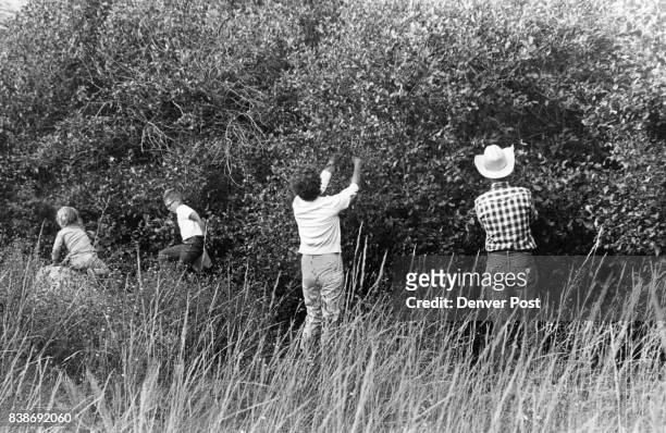It's chokecherry picking time in the high Rockies of Colorado and Wyoming. Here the Glenn Brown family of Riverton, Wyo., is picking the wild fruit...