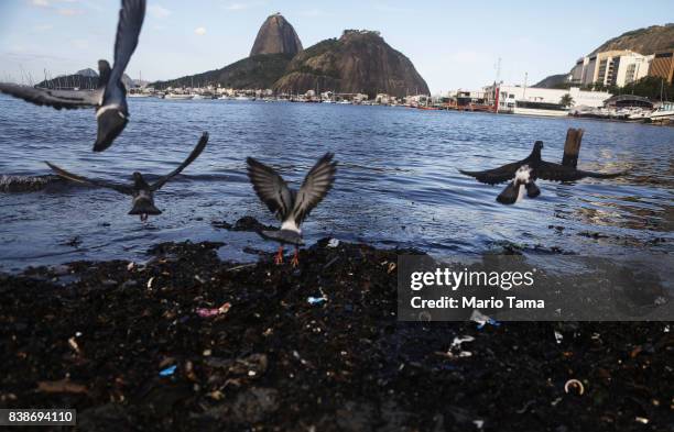 Birds fly along polluted and mostly abandoned Botafogo beach on August 24, 2017 in Rio de Janeiro, Brazil. A study by Folha stated that three in ten...