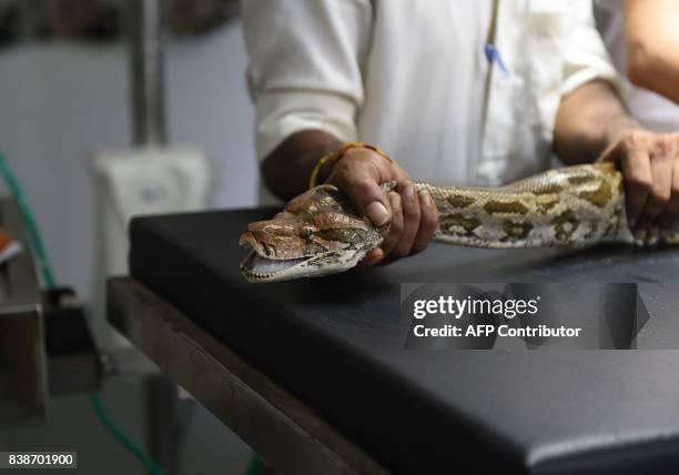 An injured Indian Rock Python is treated by vets at a wild life rescue centre in Ahmedabad on August 24, 2017. The injured snake was set to be...