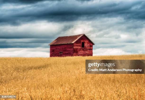 old barn on rolling farm field prairie in midwest wisconsin. - low angle view of wheat growing on field against sky fotografías e imágenes de stock