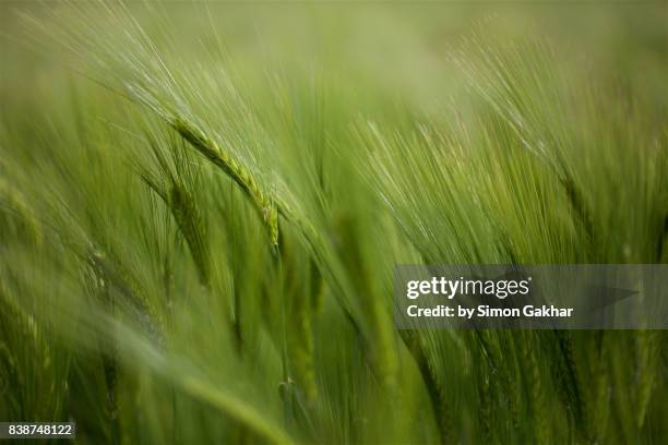 close up of barley - nutzpflanze stock-fotos und bilder
