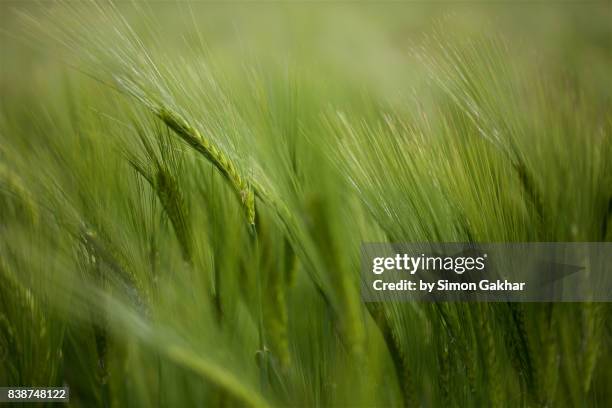 close up of barley - barley bildbanksfoton och bilder