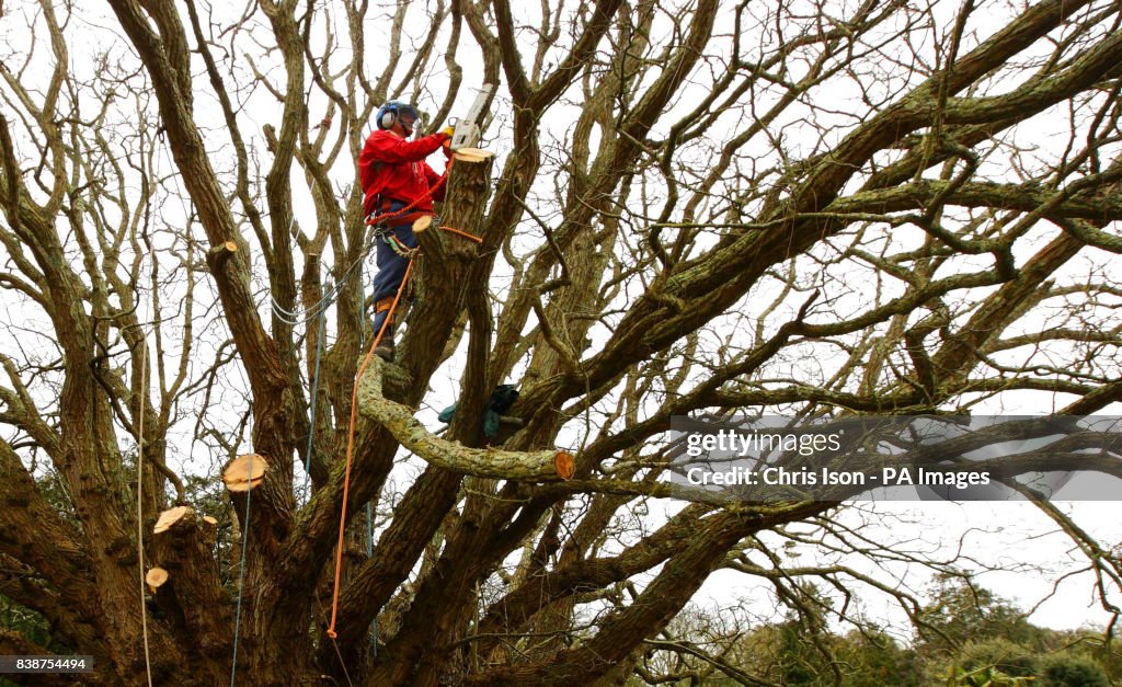 Caucasian Wingnut tree