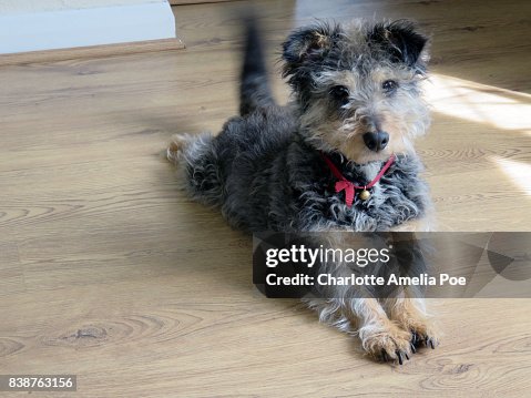 Terrier Terrier