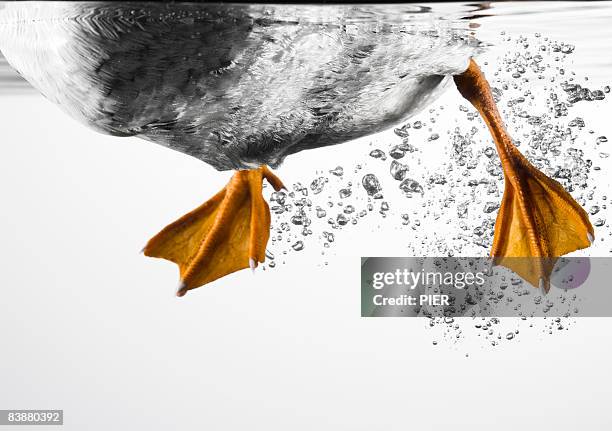 duck feet swimming - underwater composite image stock pictures, royalty-free photos & images