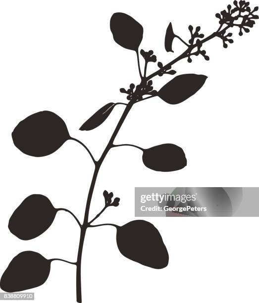 silhouette of eucalyptus stem, leaves and buds - eucalyptus leaves single object stock illustrations