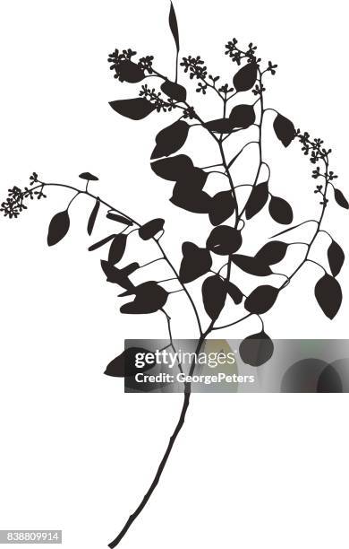 silhouette of eucalyptus stem, leaves and buds - eucalyptus leaves single object stock illustrations