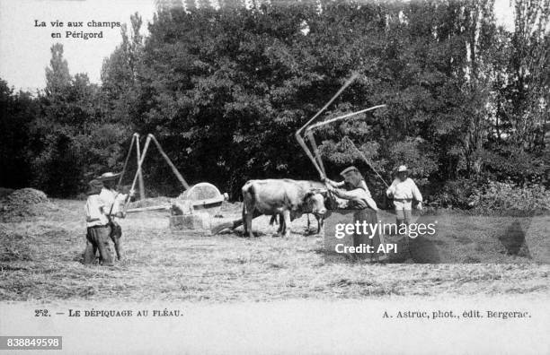 Carte postale illustrée par la photographie de paysans qui pratiquent le dépiquage au fléau, en France.
