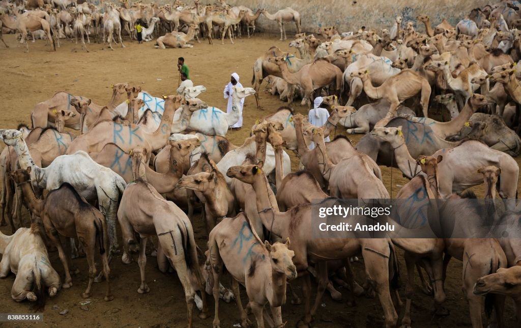 Eid al-Adha preparations in Egypt
